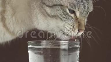 泰国猫喝水的玻璃慢镜头股票视频
